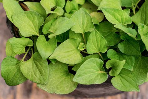 Fish Mint .